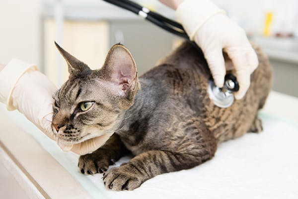 Hydronephrosis in Cats - Symptoms, Causes, Diagnosis ...