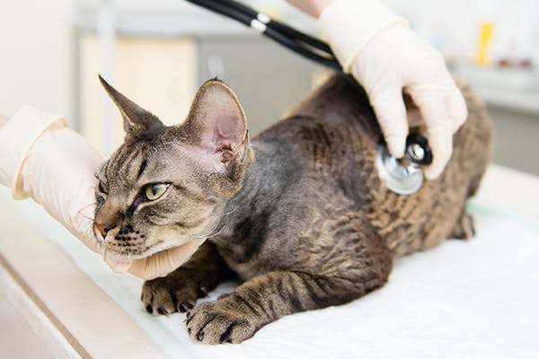 Hydronephrosis in Cats - Symptoms, Causes, Diagnosis, Treatment, Recovery, Management, Cost