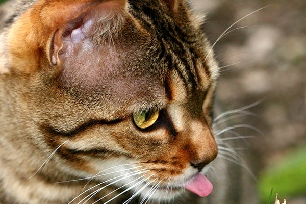 cat drooling tongue out not eating