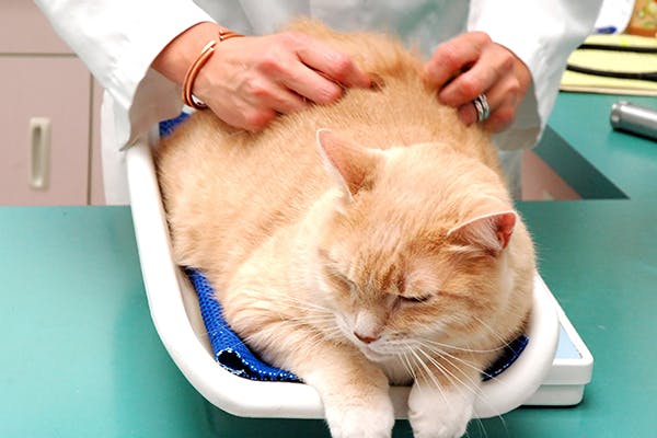 Hypertension in Cats - Symptoms, Causes, Diagnosis, Treatment, Recovery, Management, Cost
