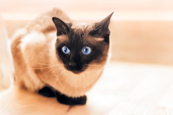 Hyperthyroidism in Cats - Symptoms, Causes, Diagnosis, Treatment, Recovery, Management, Cost