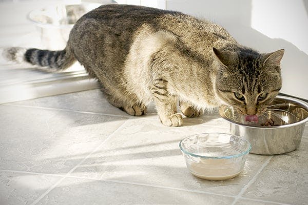 Hypoglycemia in Cats - Symptoms, Causes, Diagnosis, Treatment, Recovery, Management, Cost
