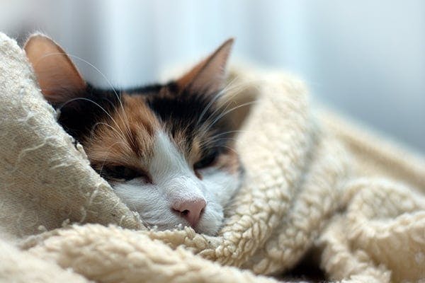 Hypothermia in Cats - Symptoms, Causes, Diagnosis, Treatment, Recovery, Management, Cost