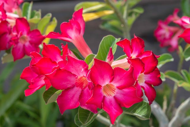 Impala Lily Poisoning in Cats - Symptoms, Causes, Diagnosis, Treatment, Recovery, Management, Cost