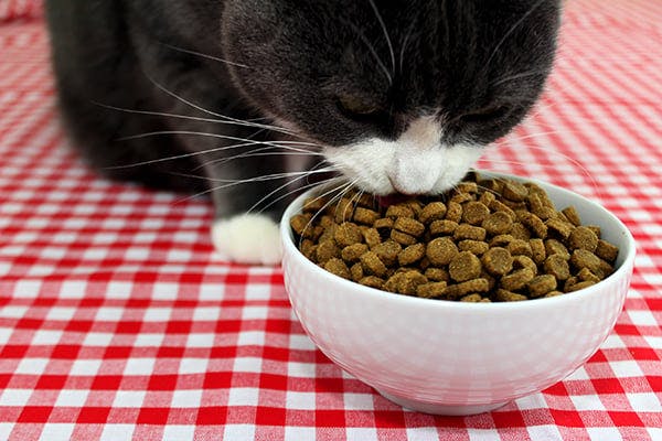 my cat has lost his appetite