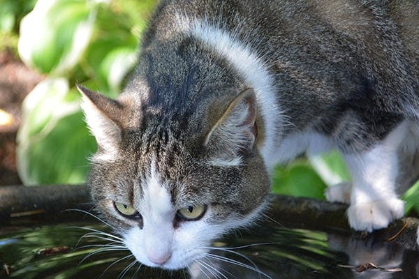 Increased Urination And Thirst in Cats - Symptoms, Causes ...