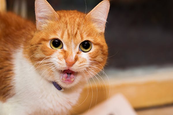 Inflamed Chewing Muscles in Cats - Symptoms, Causes, Diagnosis, Treatment, Recovery, Management, Cost