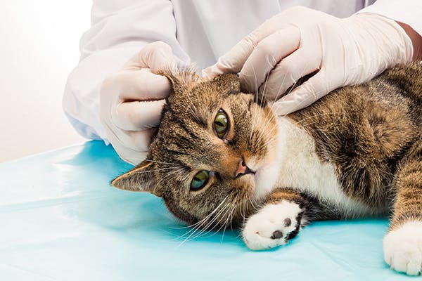 Inflammation of The Ear in Cats - Symptoms, Causes, Diagnosis, Treatment, Recovery, Management, Cost