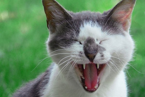 Inflammation of the Mouth in Cats - Symptoms, Causes, Diagnosis, Treatment, Recovery, Management, Cost
