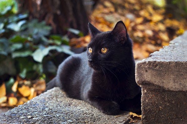 Black Scab on Cats Anus  