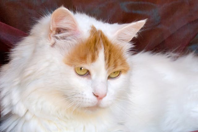 Inherited Corneal Disease in Cats - Symptoms, Causes, Diagnosis, Treatment, Recovery, Management, Cost