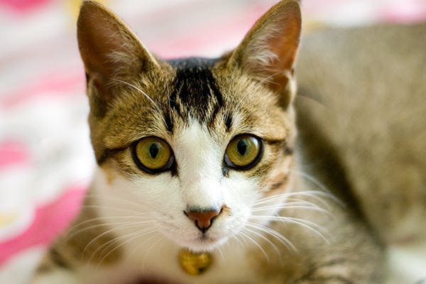 Inherited Skin Diseases in Cats - Symptoms, Causes, Diagnosis, Treatment, Recovery, Management, Cost