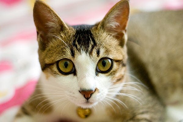 Inherited Skin Diseases in Cats - Symptoms, Causes, Diagnosis, Treatment, Recovery, Management, Cost