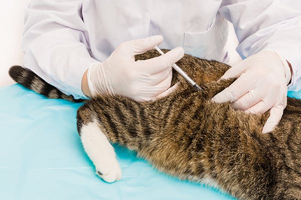 Injection-Site Sarcoma in Cats - Symptoms, Causes ...
