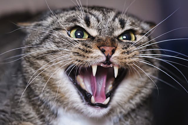 Aggression in Cats