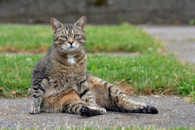 Internal Fixation in Cats - Conditions Treated, Procedure, Efficacy, Recovery, Cost, Considerations, Prevention