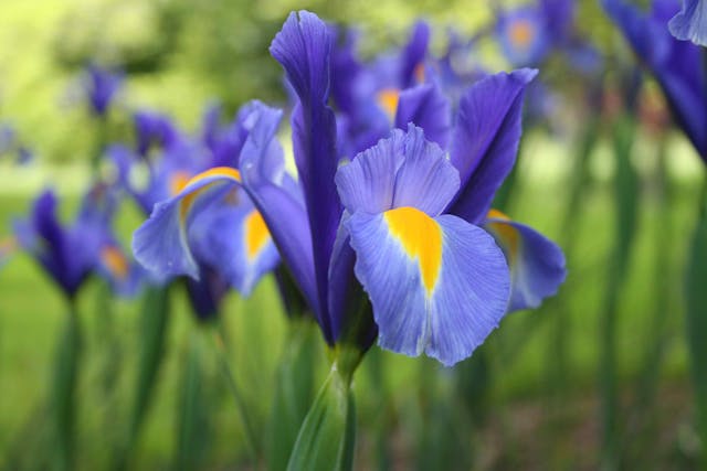 Iris Poisoning in Cats - Symptoms, Causes, Diagnosis, Treatment, Recovery, Management, Cost
