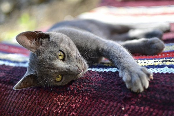 Iris Prolapse in Cats - Symptoms, Causes, Diagnosis, Treatment, Recovery, Management, Cost
