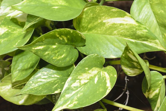 Ivy Arum Poisoning in Cats - Symptoms, Causes, Diagnosis, Treatment, Recovery, Management, Cost