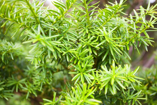 Japanese Yew Poisoning in Cats - Symptoms, Causes, Diagnosis, Treatment, Recovery, Management, Cost