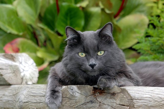 Joint Capsule Reconstruction in Cats - Conditions Treated, Procedure, Efficacy, Recovery, Cost, Considerations, Prevention