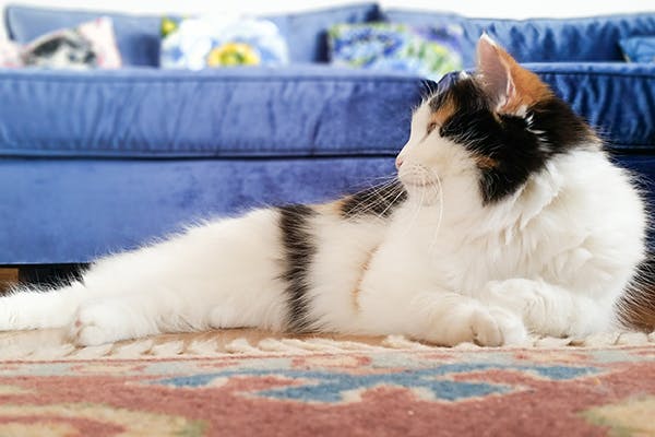 Joint Cartilage Erosion in Cats - Symptoms, Causes, Diagnosis, Treatment, Recovery, Management, Cost