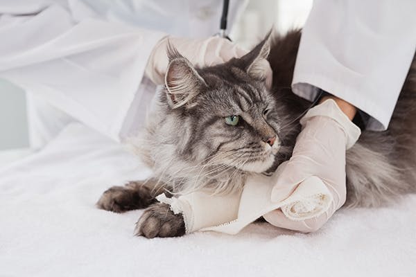 Joint Dislocation in Cats - Symptoms, Causes, Diagnosis, Treatment, Recovery, Management, Cost