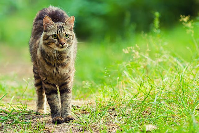 Joint Disorders in Cats - Symptoms, Causes, Diagnosis, Treatment, Recovery, Management, Cost