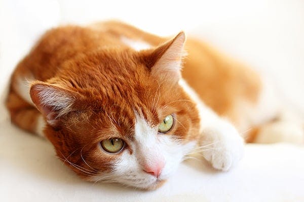 Kidney Enlargement in Cats - Symptoms, Causes, Diagnosis, Treatment, Recovery, Management, Cost