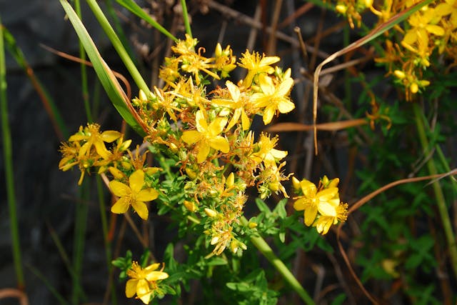 Klamath Weed Poisoning in Cats - Symptoms, Causes, Diagnosis, Treatment, Recovery, Management, Cost