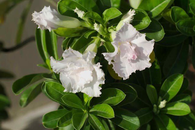 Kudu Lily Poisoning in Cats - Symptoms, Causes, Diagnosis, Treatment, Recovery, Management, Cost