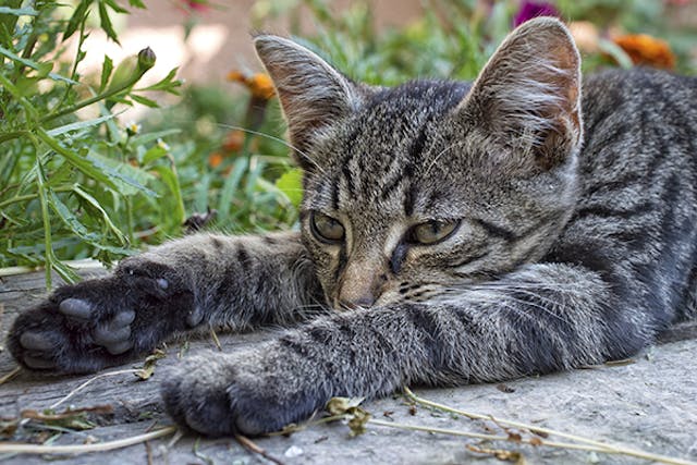 L-Carnitine Deficiency in Cats - Symptoms, Causes, Diagnosis, Treatment, Recovery, Management, Cost