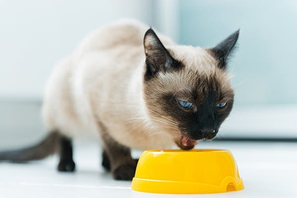 Lack of Digestive Enzymes in Cats - Symptoms, Causes, Diagnosis, Treatment, Recovery, Management, Cost