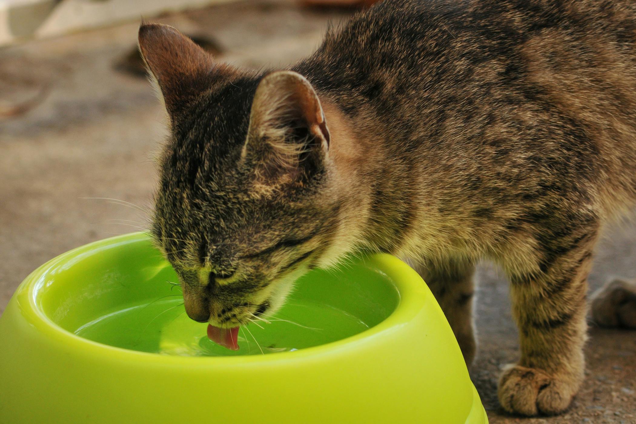 Are all shop cats lactose intolerant