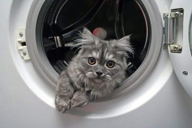 Laundry Detergent Allergy in Cats - Symptoms, Causes, Diagnosis, Treatment, Recovery, Management, Cost