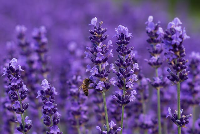 Lavender Allergy in Cats - Symptoms, Causes, Diagnosis, Treatment, Recovery, Management, Cost