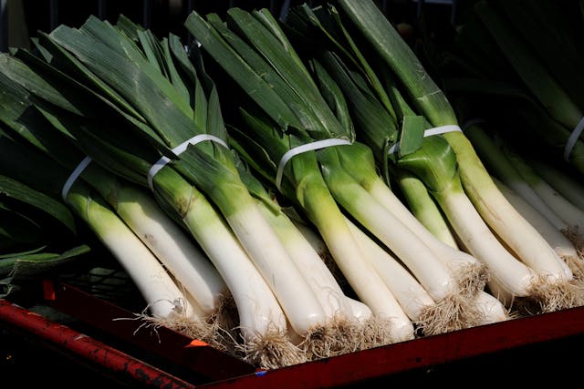Leek Poisoning in Cats - Symptoms, Causes, Diagnosis, Treatment, Recovery, Management, Cost