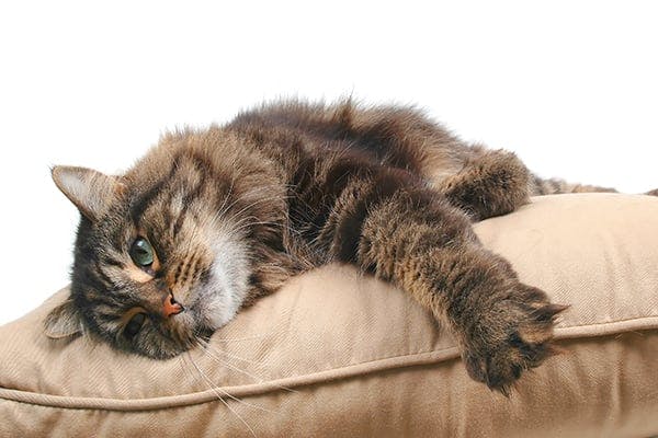 Leg Paralysis In Cats Symptoms Causes Diagnosis Treatment Recovery Management Cost