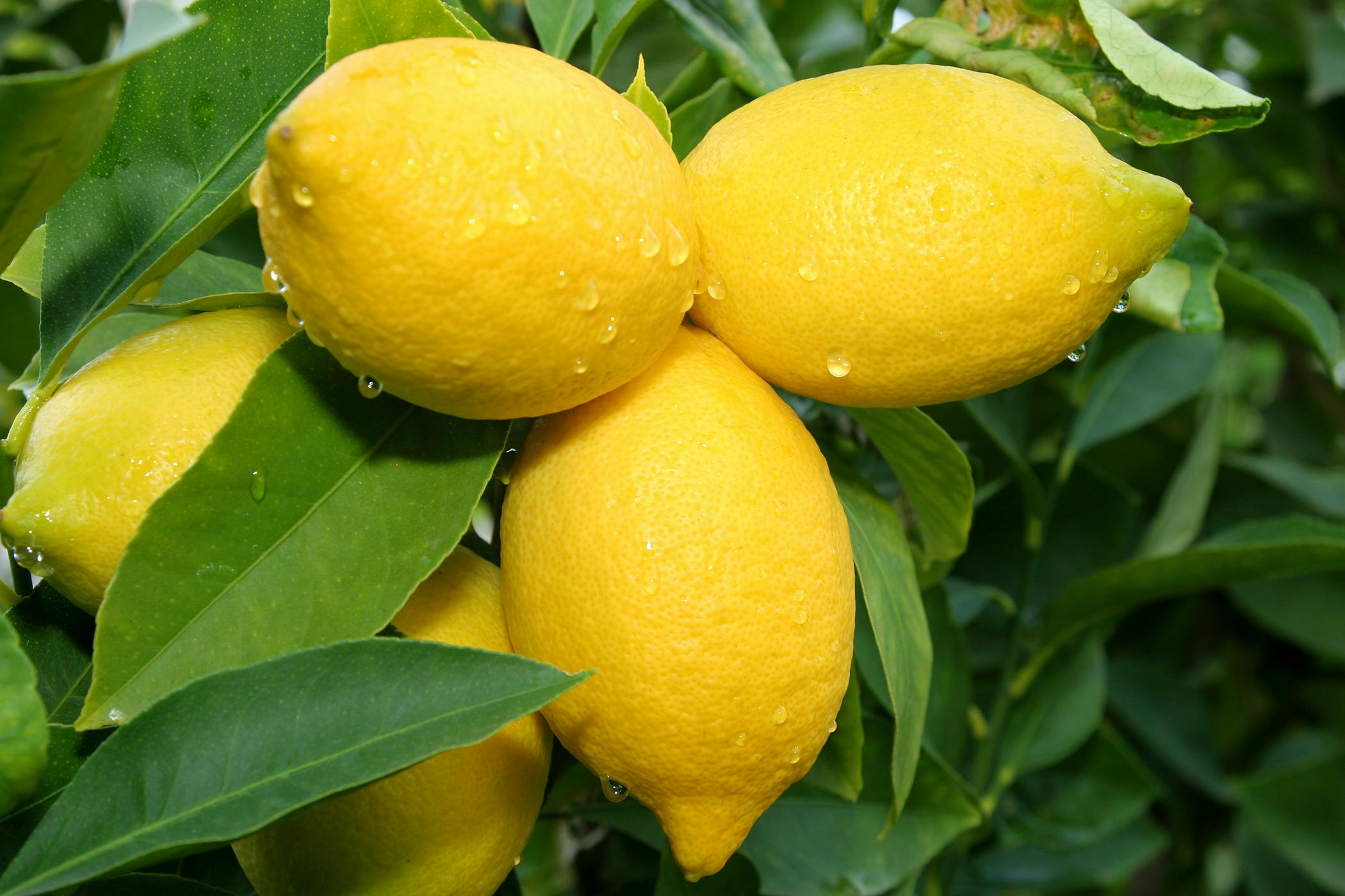 Are lemon trees hot sale poisonous to dogs