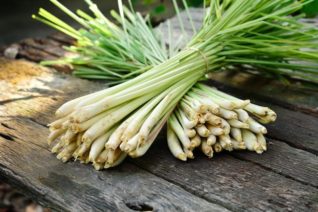 Lemongrass Poisoning in Cats - Symptoms, Causes, Diagnosis, Treatment, Recovery, Management, Cost