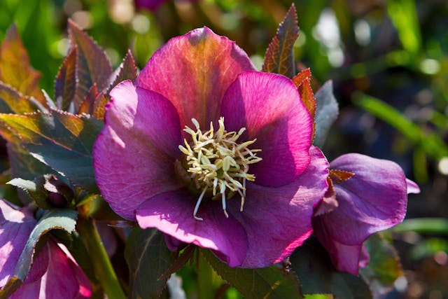 Lenten Rose Poisoning in Cats - Symptoms, Causes, Diagnosis, Treatment, Recovery, Management, Cost