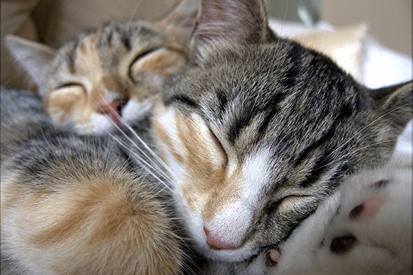 Lethargy In Cats Symptoms Causes Diagnosis Treatment Recovery Management Cost