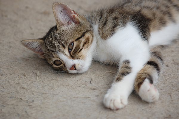 Ligament And Tendon Conditions In Cats Symptoms Causes Diagnosis Treatment Recovery Management Cost