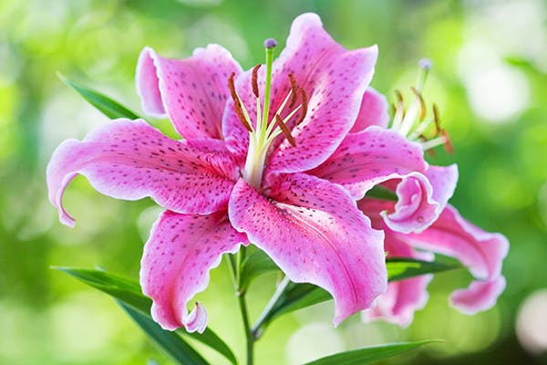 Lily Plant Poisoning in Cats - Symptoms, Causes, Diagnosis, Treatment, Recovery, Management, Cost