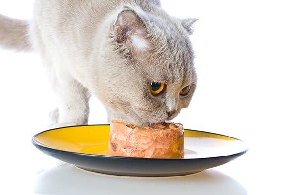 Listeriosis in Cats - Symptoms, Causes, Diagnosis, Treatment, Recovery, Management, Cost