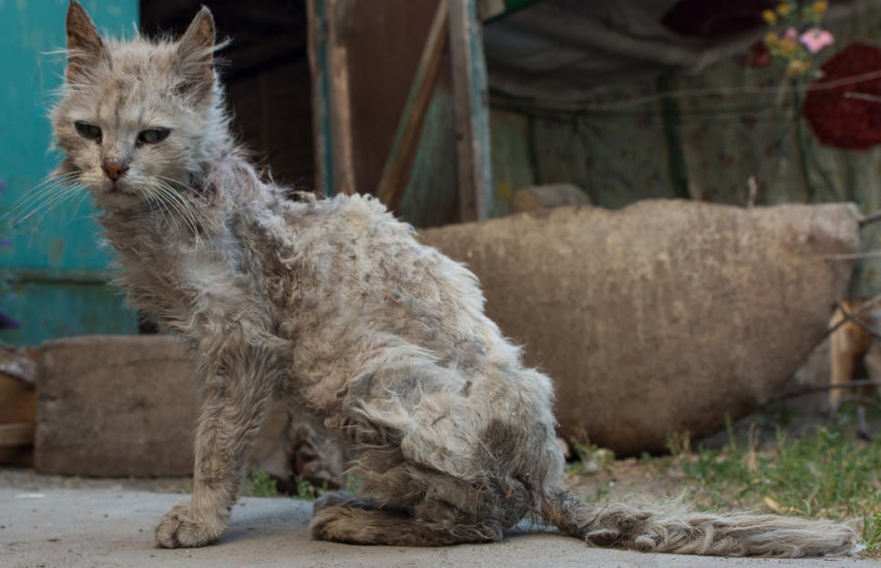 Жалкая кошка. Мусорные коты. Dust Cat. Гипер аллергенная кошка.