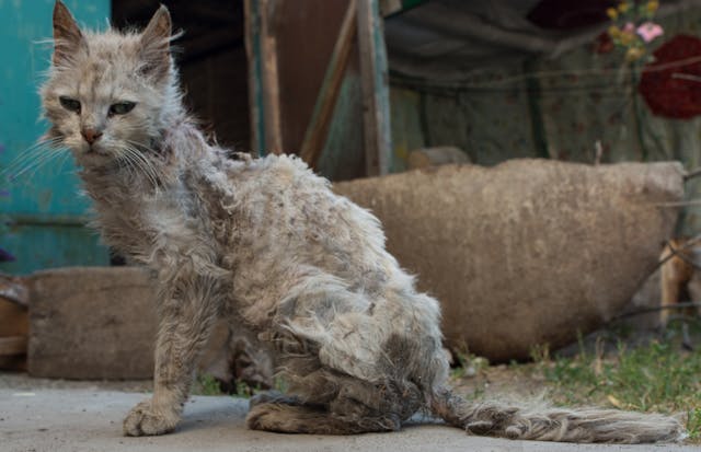 Best litter for cats with skin allergies outlet