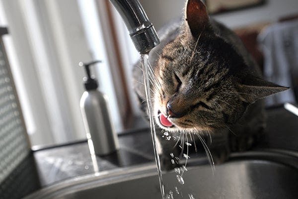 Cat Liver Disease Treatment Cost Cat Liver Disease Treatment Cost