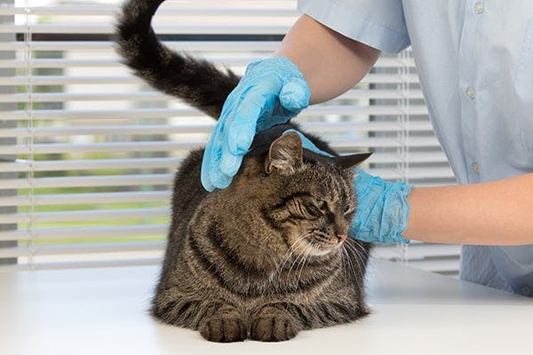 Liver Fistula in Cats - Symptoms, Causes, Diagnosis, Treatment, Recovery, Management, Cost