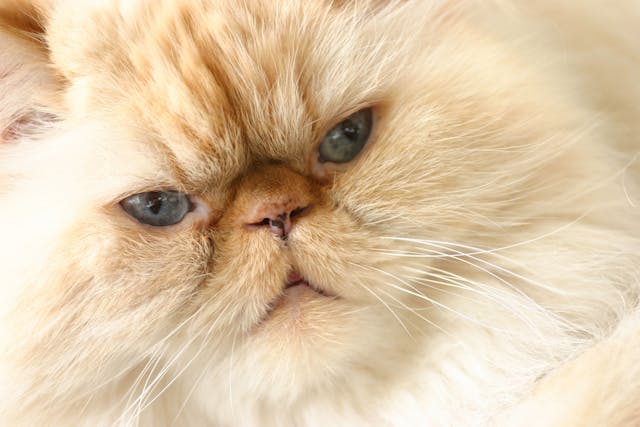 Liver Related Clotting Deficiencies in Cats - Symptoms, Causes, Diagnosis, Treatment, Recovery, Management, Cost
